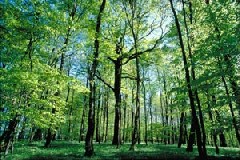 Безплатни онлайн курсове по горско стопанство