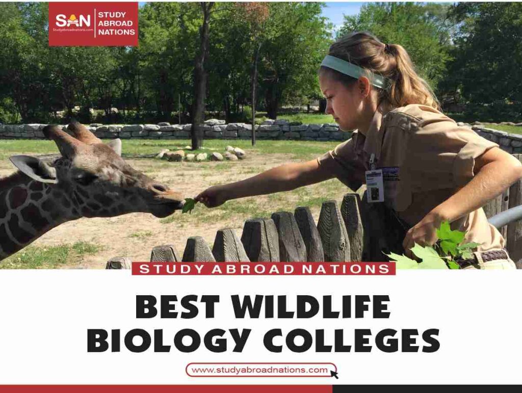 Best Wildlife Biology Colleges