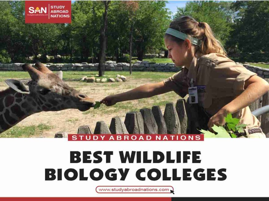最高の野生生物生物学大学